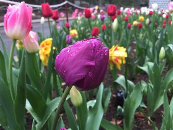 Close-up of purple crocus blooming outdoors