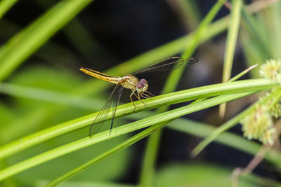 Close-up of insect on leaf