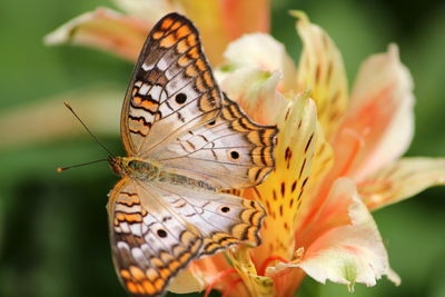 Close-up of butterfly pollinating on flower