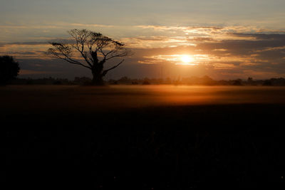 Silhouette trees on field against sky during sunset
