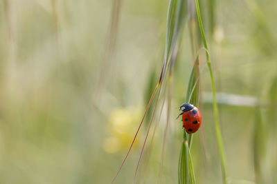 Close-up of ladybug on plant