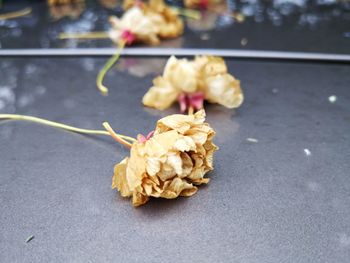 Close-up of dry flowers on table