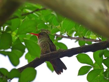 Low angle view of bird perching on tree