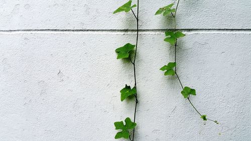 Close-up of ivy on wall