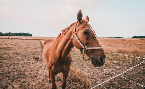 Horse standing in ranch