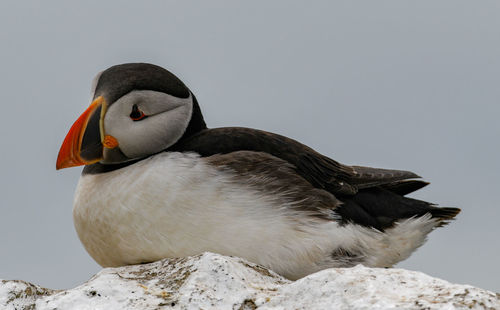 Close-up of a bird on rock