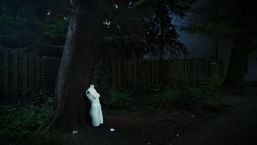 Cat on tree trunk in forest against sky at night