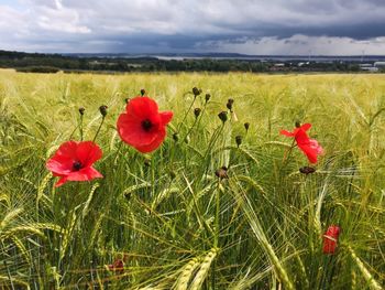 Close-up of red poppy flower on field against sky