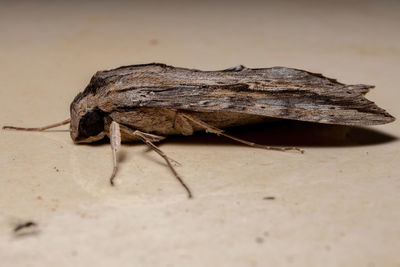 Close-up of insect on wall