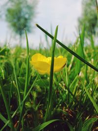 Close-up of yellow flowering plants on field