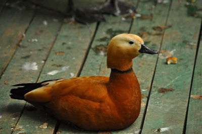 High angle view of bird