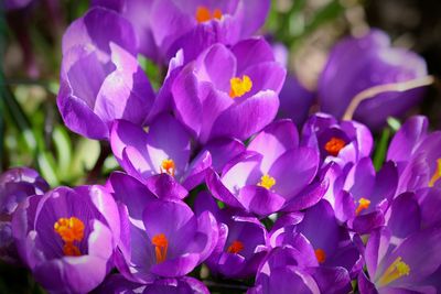 Close-up of purple flowers blooming