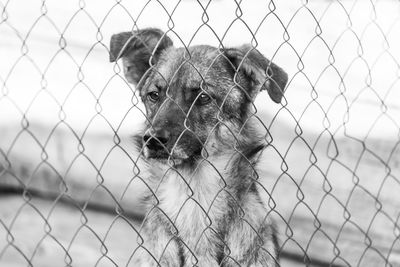 Dog looking through chainlink fence