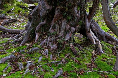 Close-up of tree trunk in forest