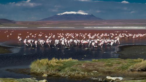 Flamingoes perching in lake