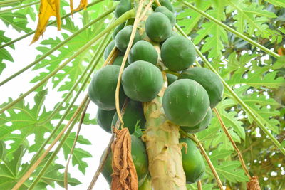 Low angle view of fruits on tree