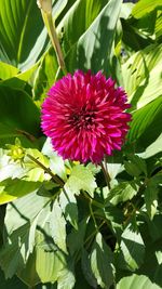 Close-up of pink flower blooming outdoors