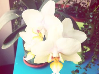 Close-up of white orchids blooming outdoors