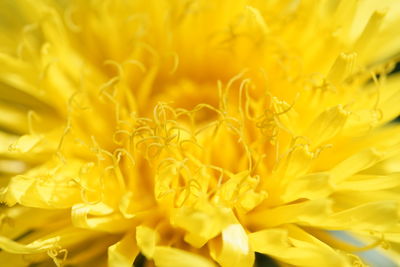 Extreme close up of yellow flower