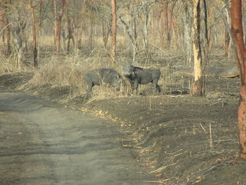View of animals in forest