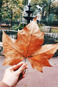 Close-up of hand holding maple leaves
