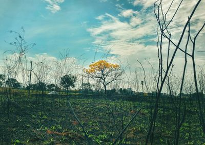 Scenic view of field against sky