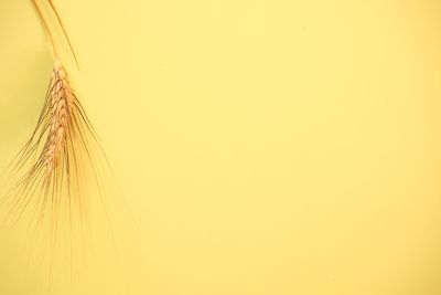 Close-up of stalks against orange background