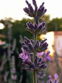 Close-up of purple flowers blooming outdoors