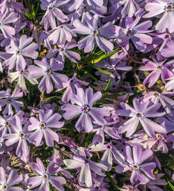 Close-up of purple flowering plants