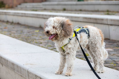 Close-up of dog