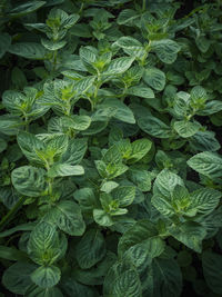 Full frame shot of plants