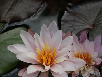 Close-up of lotus water lily in pond