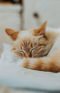 Close-up of cat sleeping