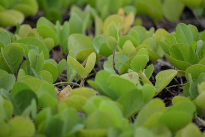 Close-up of green plant