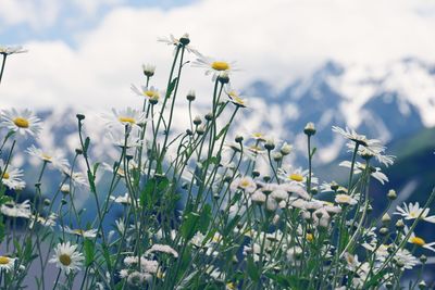 Close-up of yellow flowers blooming on field