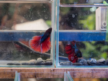 View of birds in glass window