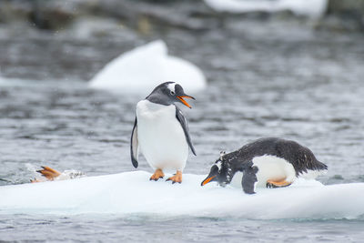 View of birds in water