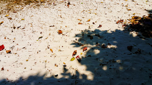 High angle view of people on beach
