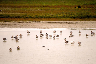 Flock of birds in lake