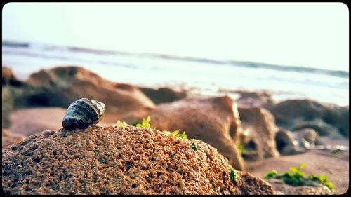 Bird on rocks at beach