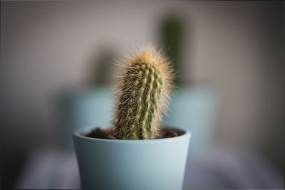 Close-up of cactus plant in pot