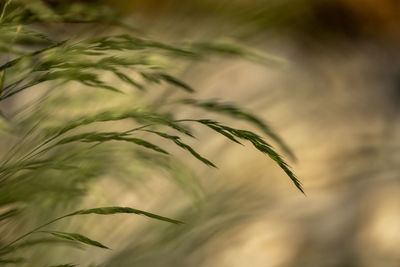 Close-up of crops against sky