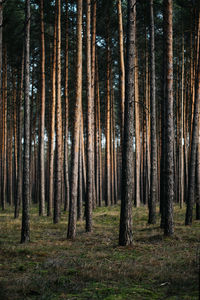 Pine trees in forest