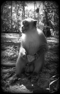 Monkey in cage at zoo