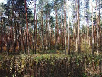 Trees growing in forest