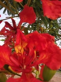 Close-up of red flowering plant