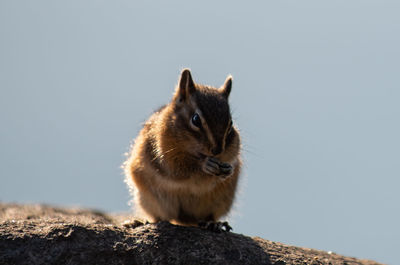 Close-up of squirrel