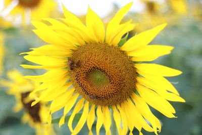 flower