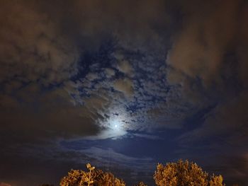 Low angle view of tree against sky at night