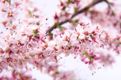 Close-up of pink cherry blossoms in spring